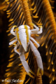   Elegant Squat Lobster uncropped  
